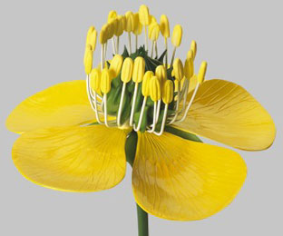 Ranunculus acer